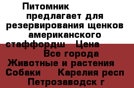 Питомник KURAT GRAD предлагает для резервирования щенков американского стаффордш › Цена ­ 25 000 - Все города Животные и растения » Собаки   . Карелия респ.,Петрозаводск г.